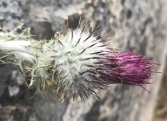Cirsium occidentale occidentale