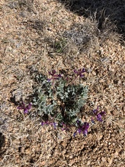 Astragalus cimae cimae