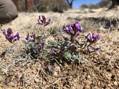 Astragalus cimae cimae