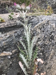 Cirsium occidentale occidentale