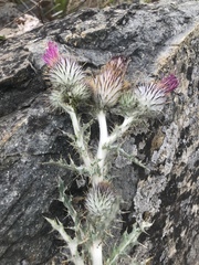 Cirsium occidentale occidentale
