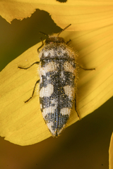Acmaeodera tuta