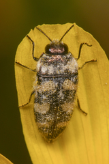 Acmaeodera tuta