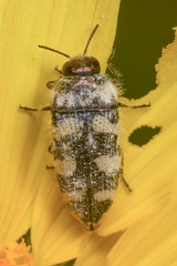 Acmaeodera tuta