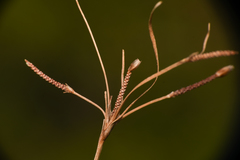 Fimbristylis thermalis