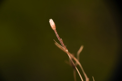 Fimbristylis thermalis