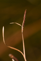 Fimbristylis thermalis