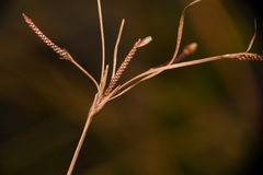 Fimbristylis thermalis