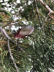 Paracyrtophyllus robustus