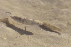 Cyprinodon salinus salinus