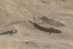 Cyprinodon salinus salinus