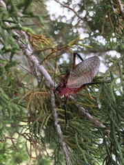 Paracyrtophyllus robustus