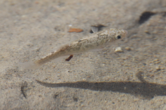 Cyprinodon salinus salinus