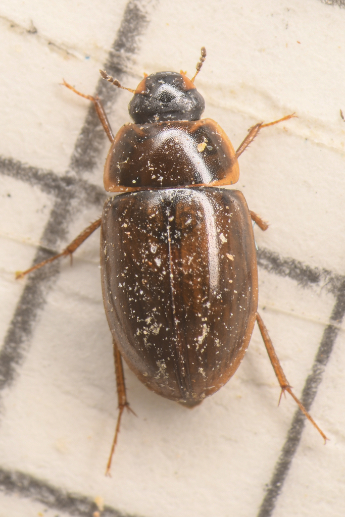 Enochrus hamiltoni