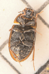 Enochrus hamiltoni