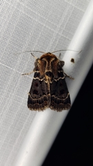Proteuxoa sanguinipuncta