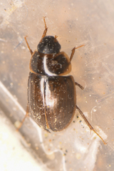 Enochrus hamiltoni