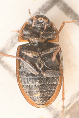 Enochrus hamiltoni