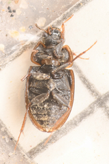 Enochrus hamiltoni