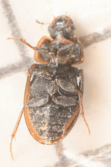 Enochrus hamiltoni