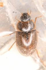 Enochrus hamiltoni