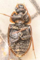 Enochrus hamiltoni