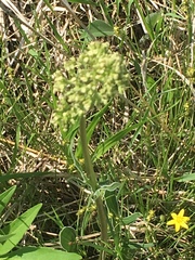Valeriana edulis