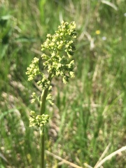Valeriana edulis