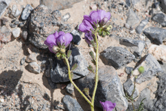 Phacelia calthifolia