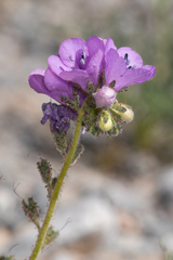 Phacelia calthifolia