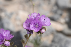Phacelia calthifolia