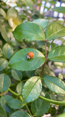 Harmonia axyridis