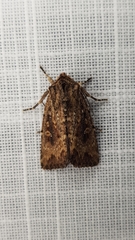 Dasygaster padockina