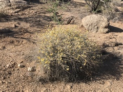 Psilostrophe cooperi