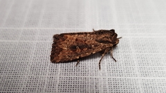 Dasygaster padockina