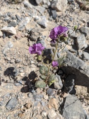 Phacelia calthifolia