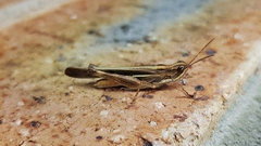 Aiolopus thalassinus