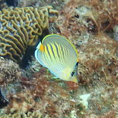 Chaetodon pelewensis