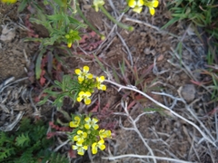 Erysimum repandum