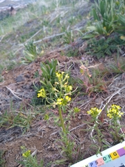 Erysimum repandum