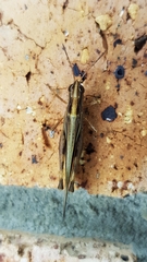 Aiolopus thalassinus