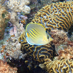 Chaetodon pelewensis