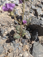 Phacelia calthifolia