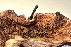 Leucopaxillus tricolor