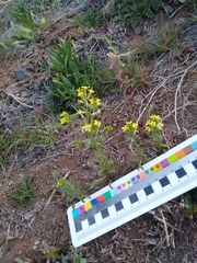 Erysimum repandum