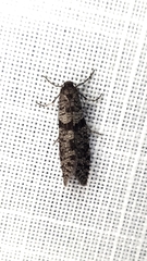 Lepidoscia euryptera