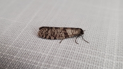 Lepidoscia euryptera