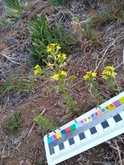 Erysimum repandum