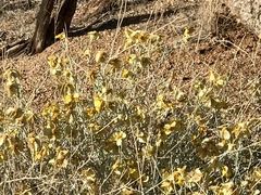 Psilostrophe cooperi