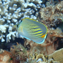 Chaetodon pelewensis